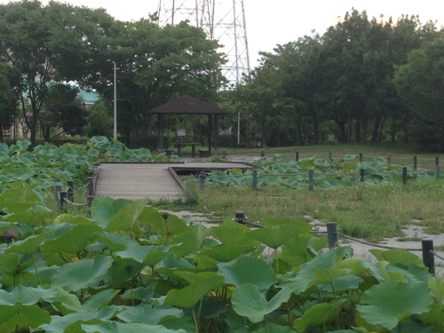 しらさぎ公園.jpg