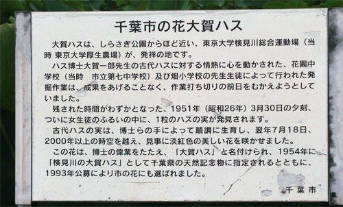 大賀蓮.jpg